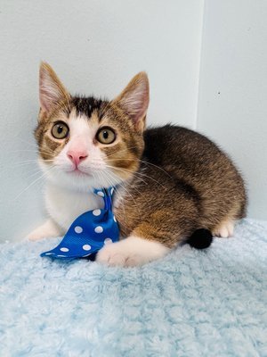 Pet Image