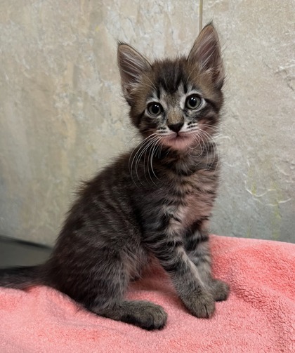 Pet Image