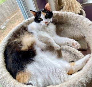 I have a sweet personality and lovely long calico fur If you would like to have a calm and loving