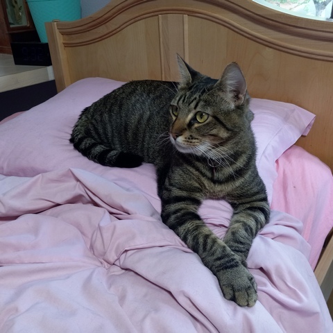 Atticus