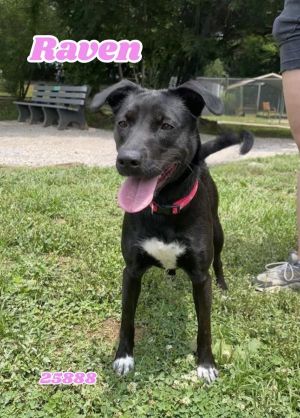 Say hello to Raven a sweet and loving young Lab mix with a heart full of affection and so much