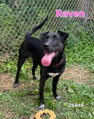 Say hello to Raven Raven is a sweet and loving young Lab mix with a happy curious personality that