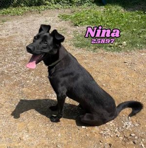 Nina Labrador Retriever Dog
