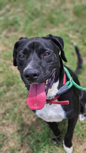 Reznor, Young Male Labrador Retriever