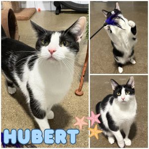 Hubert, Young Male unknown