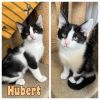 Hubert photo 5