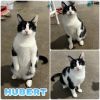 Hubert photo 6