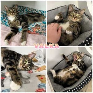 Valka, Young Female unknown