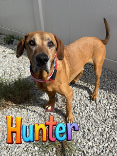 Hunter 32681, Senior Male Hound