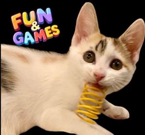 Shay Calico Cat