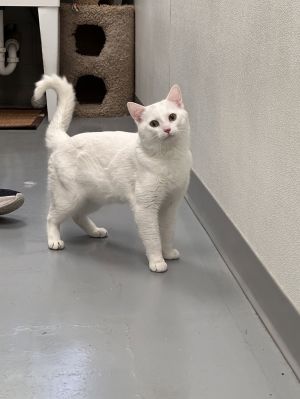 Chad, Young Male Domestic Short Hair