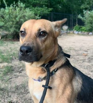 Elena, Adult Female Shepherd