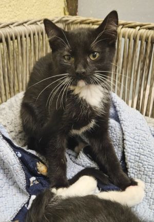 Bea, Baby Female Domestic Short Hair