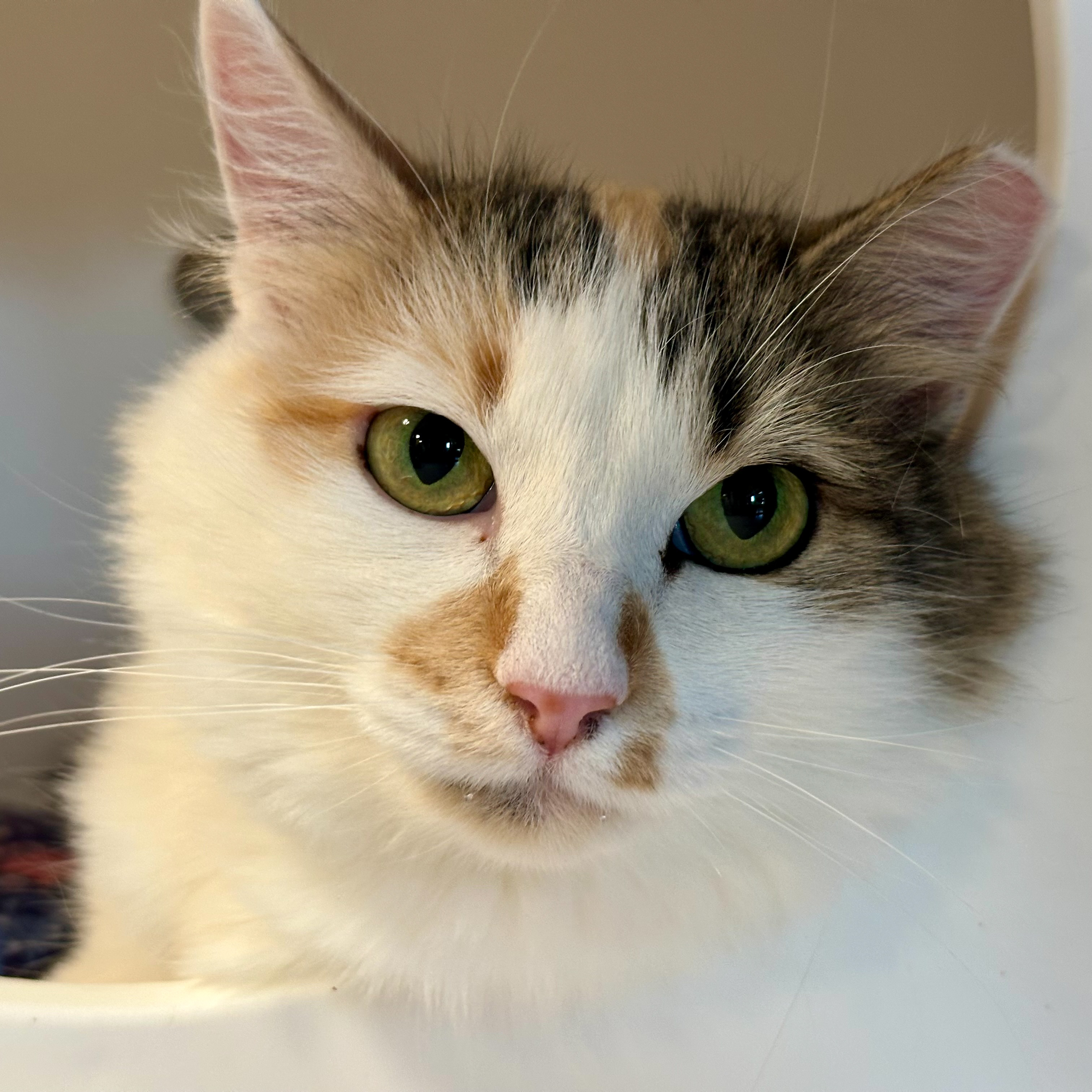 Mama Good Luck, an adoptable Domestic Long Hair in Santa Fe, NM, 87501 | Photo Image 1
