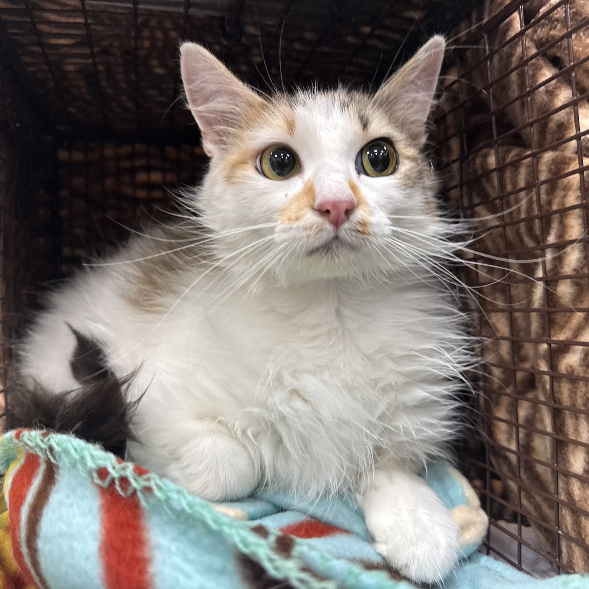 Mama Good Luck, an adoptable Domestic Long Hair in Santa Fe, NM, 87501 | Photo Image 3