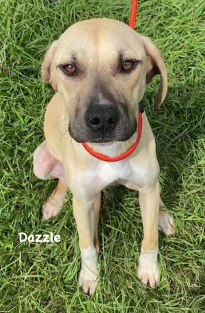 Dazzle, Young Female Mixed Breed