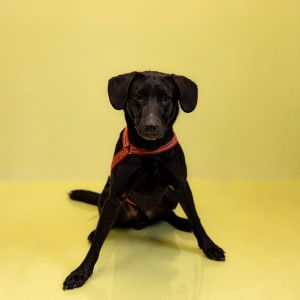 Pen 190 Buddy Labrador Retriever Dog