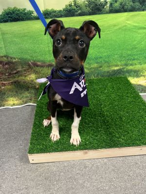 Pixie, Young Female Terrier