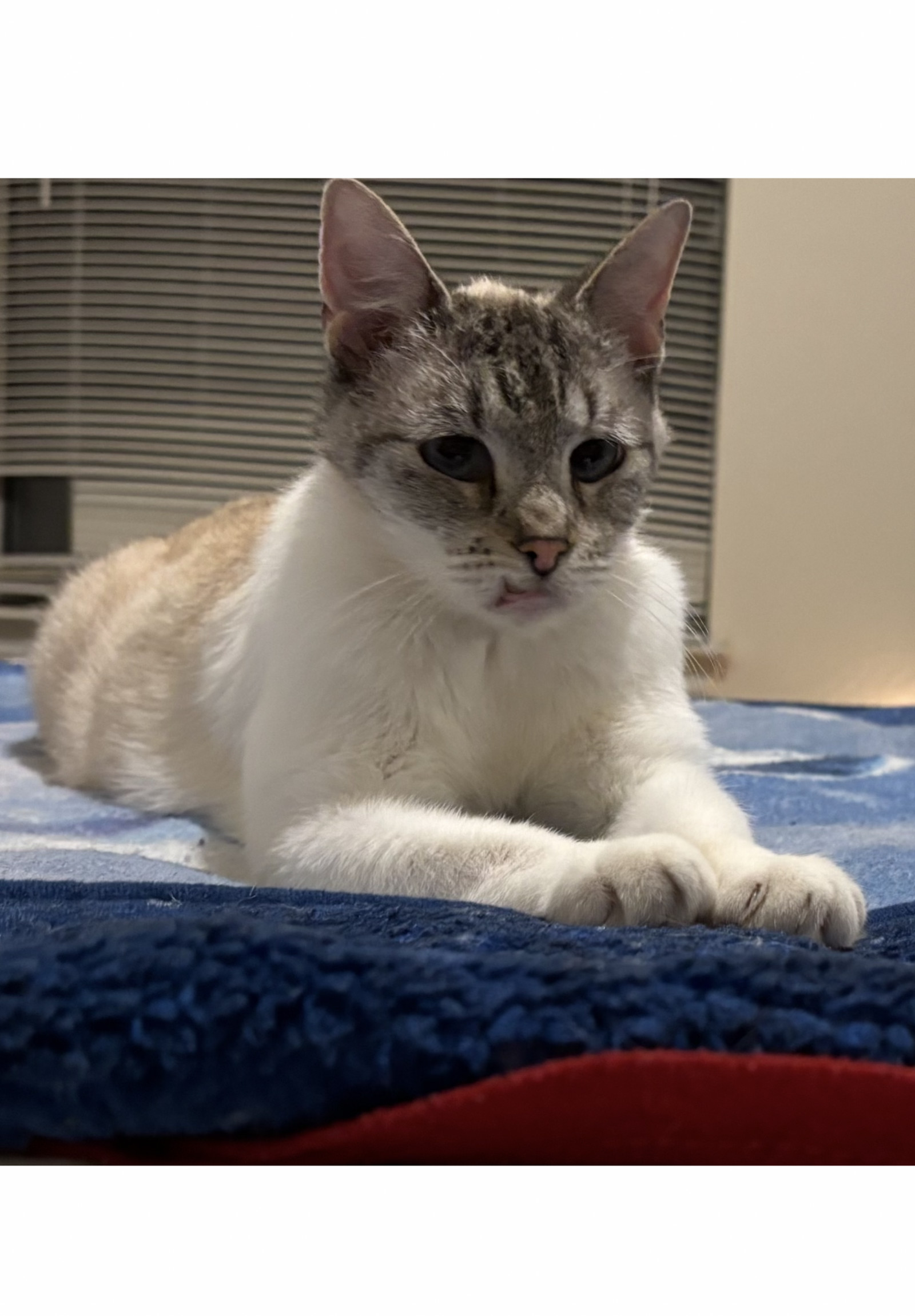 Luna - Courtesy Post