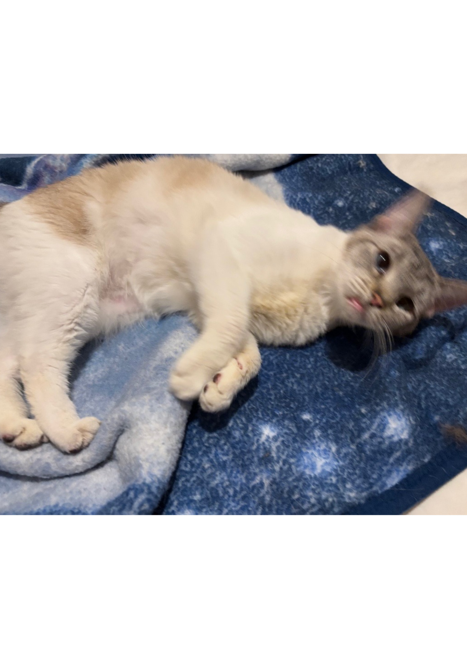 Luna - Courtesy Post