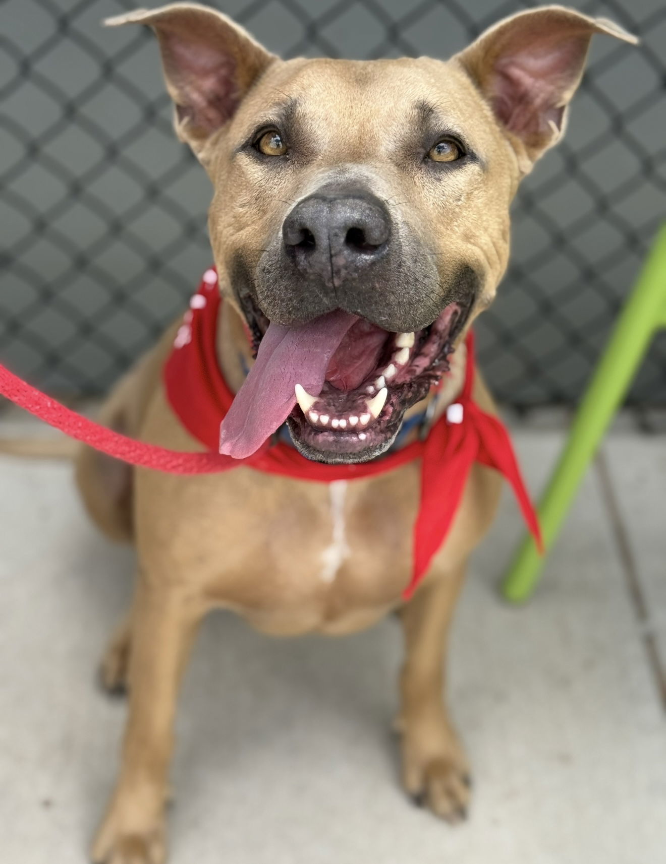 Maximus