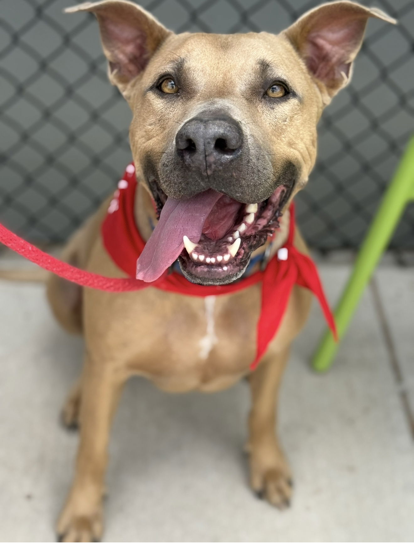 Maximus