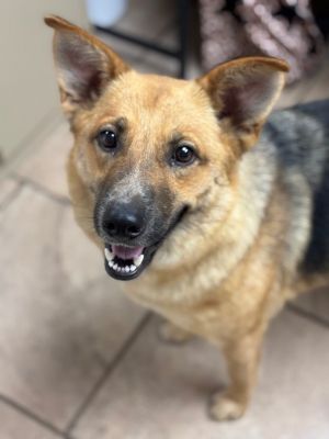 Sibet, Adult Female Shepherd