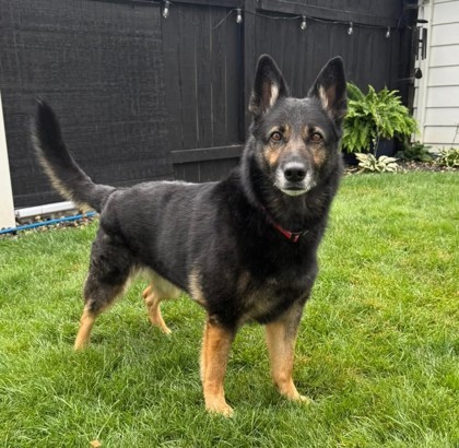 Joy, an adoptable Shepherd, Mixed Breed in Pendleton, OR, 97801 | Photo Image 1
