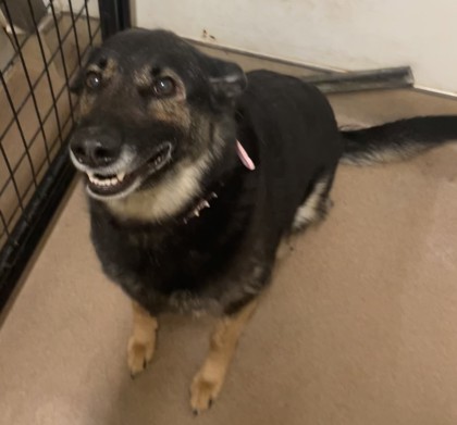 Joy, an adoptable Shepherd, Mixed Breed in Pendleton, OR, 97801 | Photo Image 2