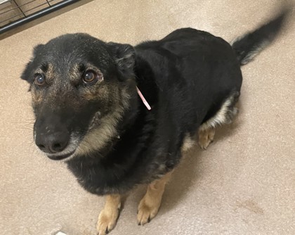 Joy, an adoptable Shepherd, Mixed Breed in Pendleton, OR, 97801 | Photo Image 3