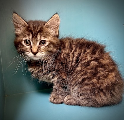 Lucky, an adoptable Domestic Medium Hair, Domestic Short Hair in Pendleton, OR, 97801 | Photo Image 1