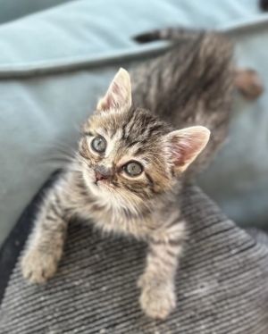 Bunny is a beautiful grey and brown tabby girl with stunning yellow-green eyes She has an adorable 