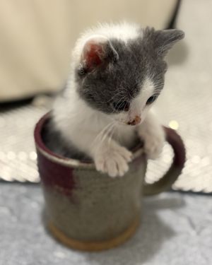 Such a sweet playful little miss Lady loves snuggles and is perfectly happy to hang out with kids 
