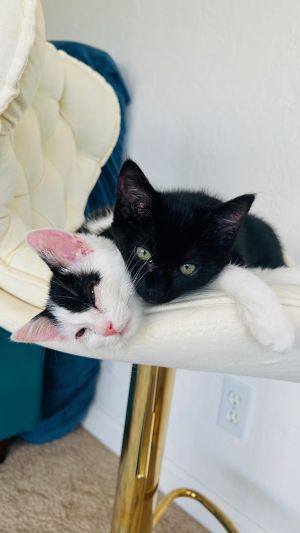 Maya is an absolute angel - gentle affectionate and irresistibly soft She melts into your arms fo