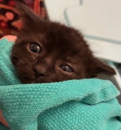 Millie is a little cuddle bug with a big heart Shes playful and social but always the first to cur