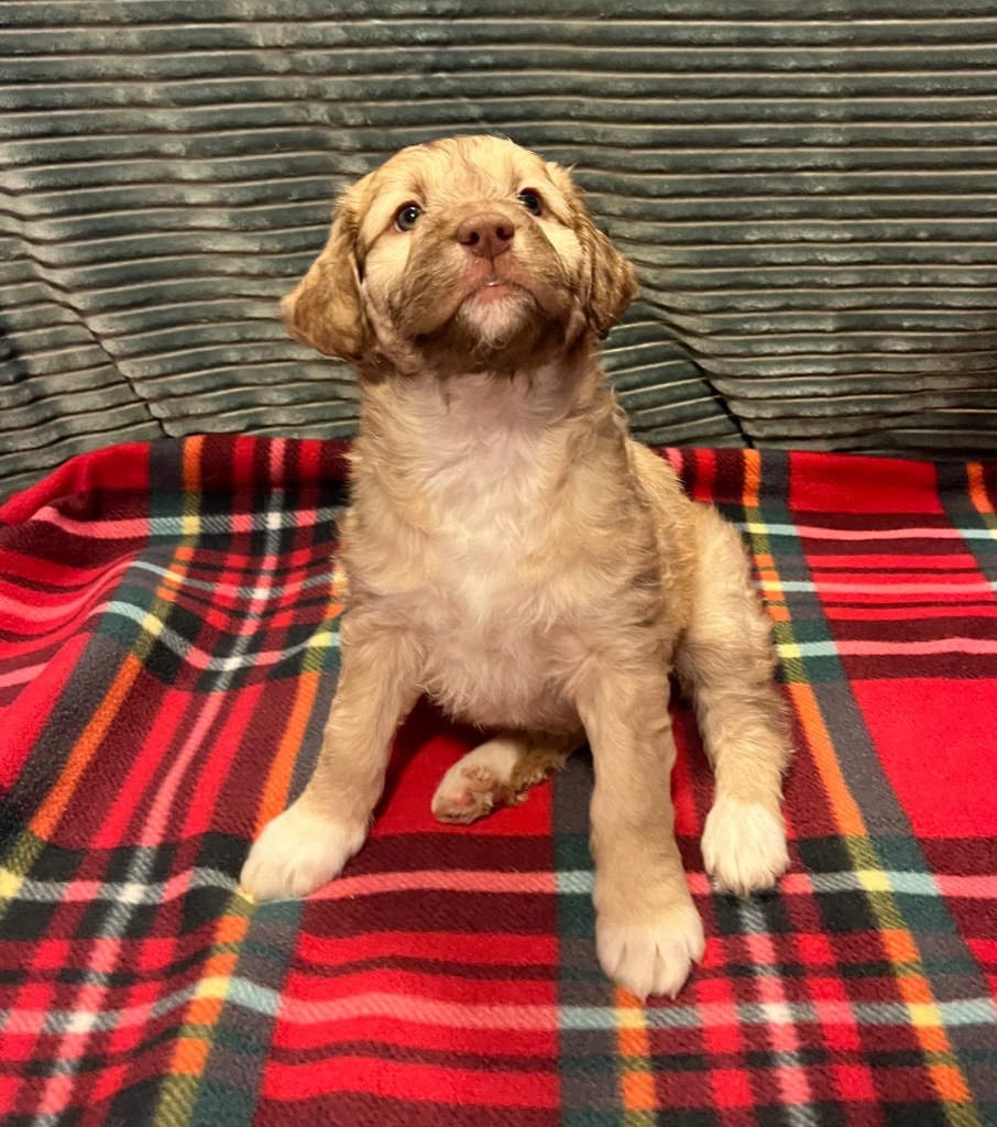 Basil