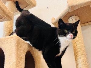 Dobby, Adult Male unknown