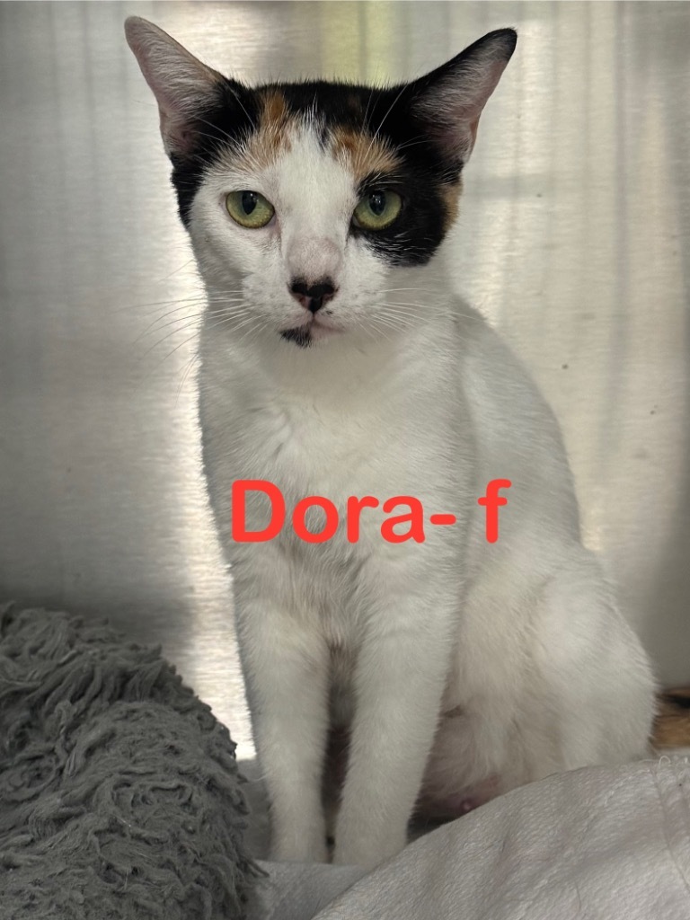 Dora 25