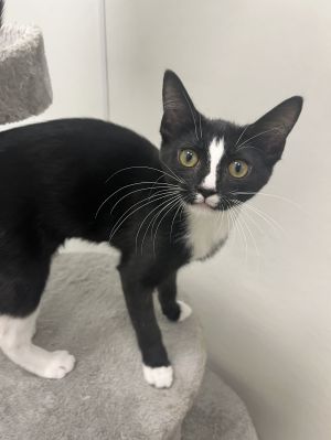 Ivy *, Baby Female Tuxedo