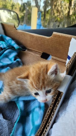 Parker, Baby Male unknown