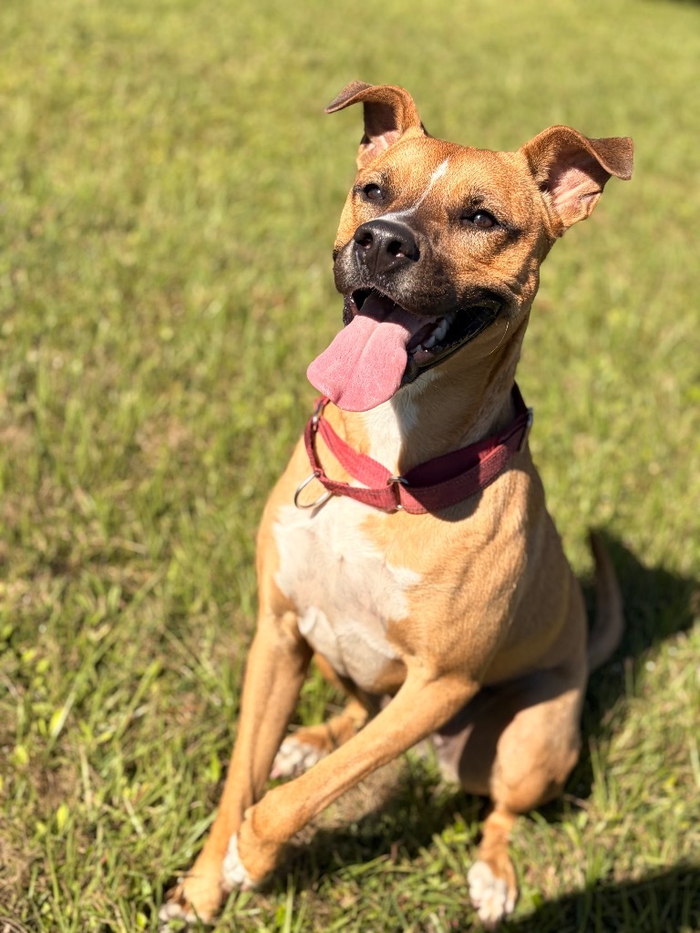 Felicity, an adoptable Basenji, Mixed Breed in Labelle, FL, 33975 | Photo Image 1