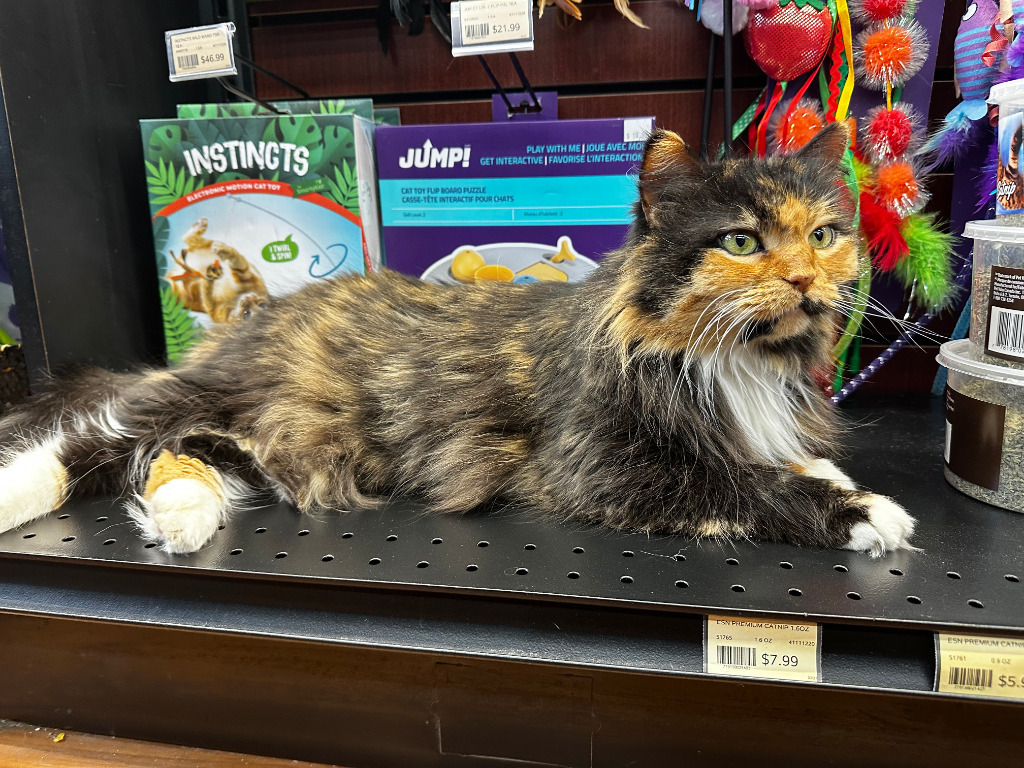 Aurora, an adoptable Domestic Long Hair in Calgary, AB, T3S 0C5 | Photo Image 1