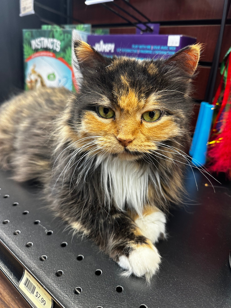 Aurora, an adoptable Domestic Long Hair in Calgary, AB, T3S 0C5 | Photo Image 2