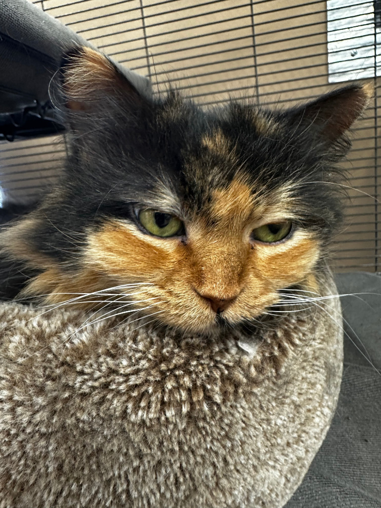 Aurora, an adoptable Domestic Long Hair in Calgary, AB, T3S 0C5 | Photo Image 3