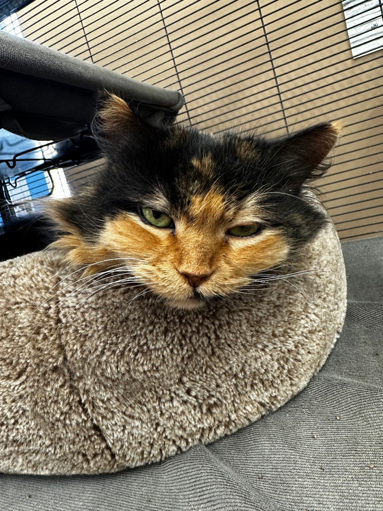 Aurora, an adoptable Domestic Long Hair in Calgary, AB, T3S 0C5 | Photo Image 4