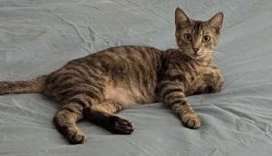 Moana 4.12.23, Adult Female Domestic Short Hair