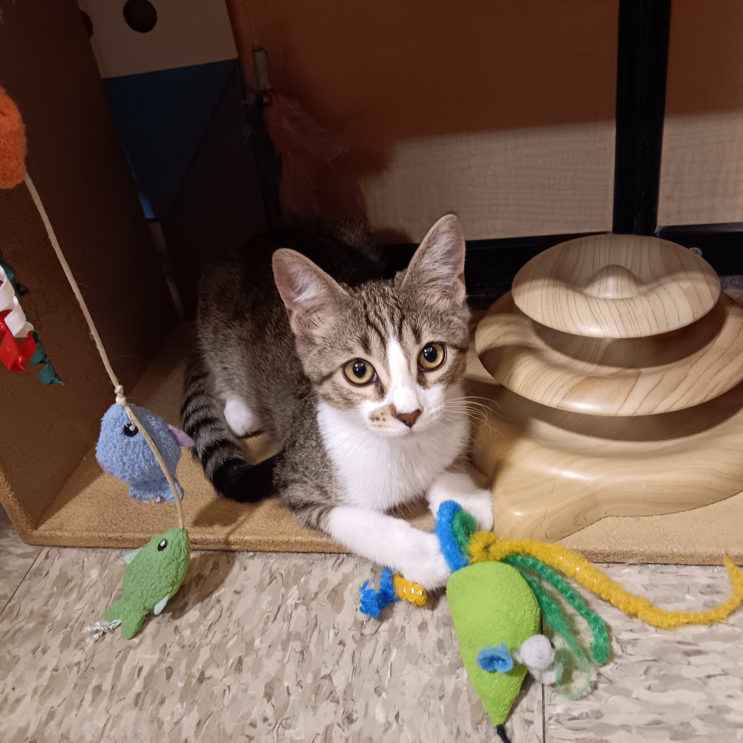 Maximus