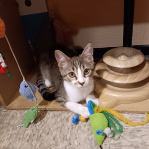 Maximus, Baby Male Domestic Short Hair