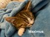 Maximus photo 3