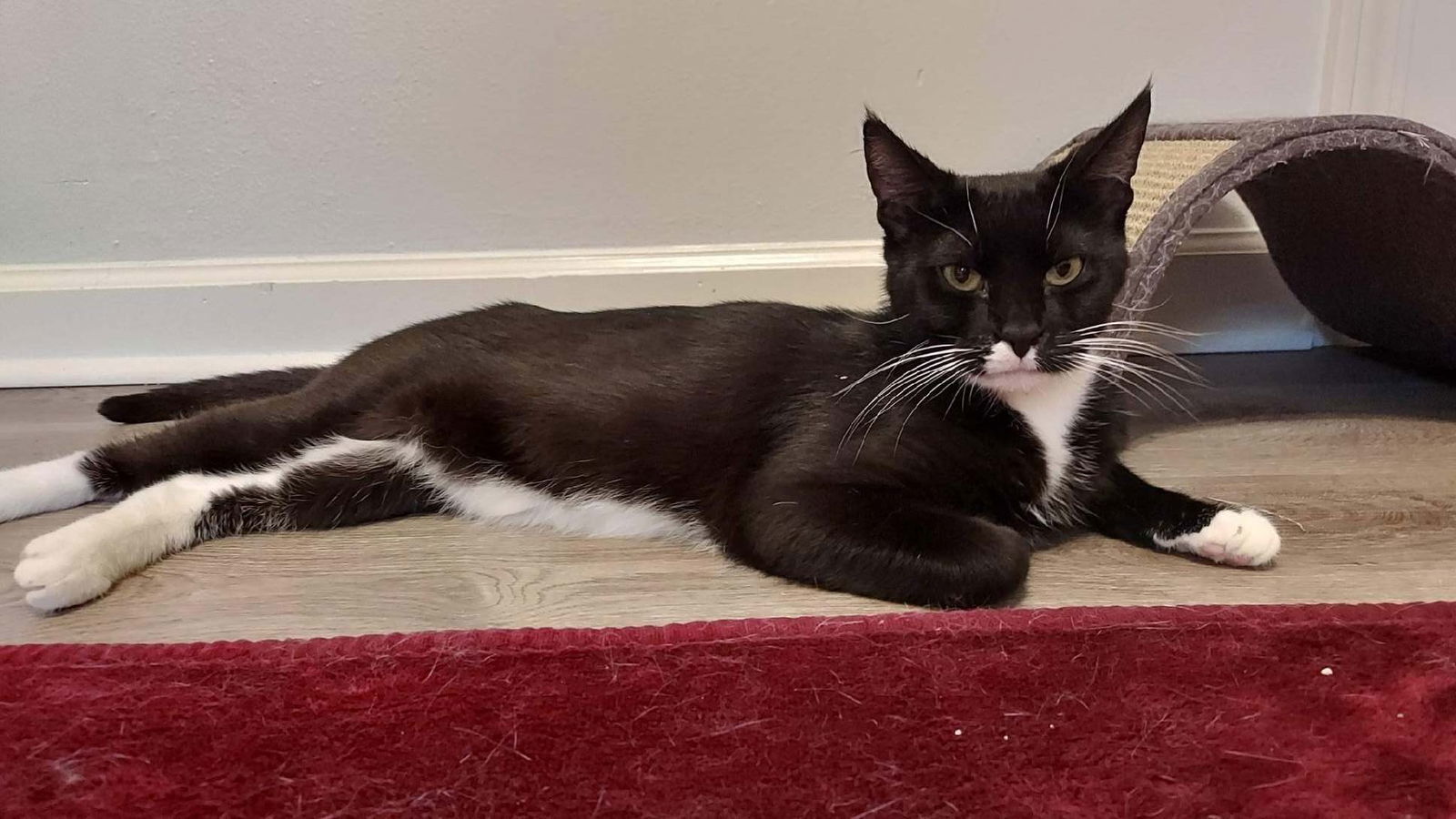 Coco, an adoptable Domestic Short Hair, Tuxedo in Drasco, AR, 72530 | Photo Image 1